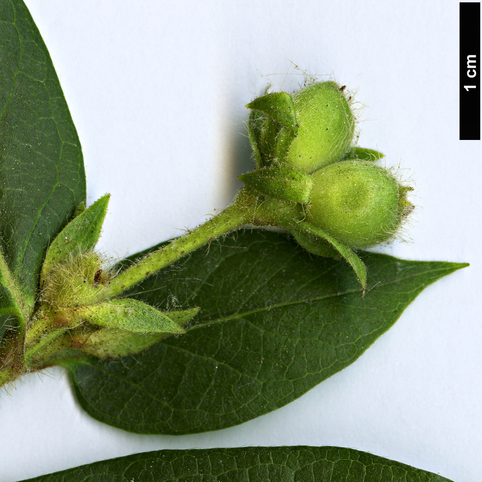 High resolution image: Family: Caprifoliaceae - Genus: Lonicera - Taxon: vesicaria